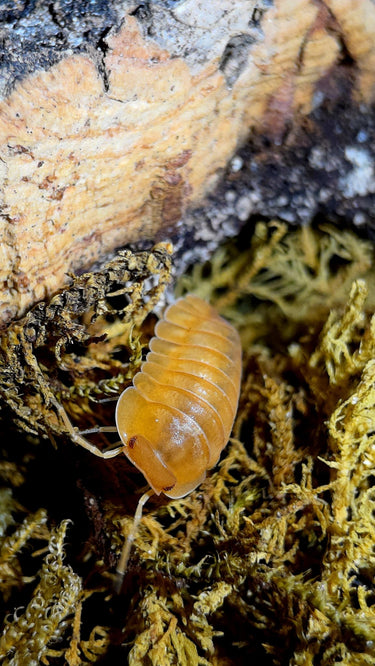 Red Edge Orange Isopods (Cubaris sp.)